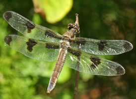 Twelve-spotted Skimmer